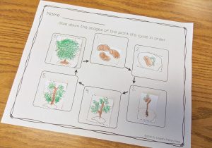 Parts Of A Flower Worksheet or Plant Life Cycle and Parts Of A Plant Unit for Prek Kinder or