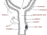 Parts Of A Microscope Worksheet Along with Hydra Anatomy Answer Key
