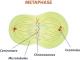 Parts Of A Microscope Worksheet Answers Along with Microscope Diagram Labeled Elegant Metaphase Diagram Labeled Newest
