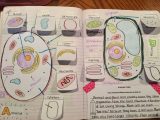 Parts Of A Microscope Worksheet Answers Also 507 Best Cells Cells Cells Images On Pinterest
