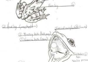 Parts Of A Microscope Worksheet Answers with Hess Amphibians