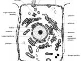 Parts Of A Microscope Worksheet as Well as File Anatomy and Physiology Of Animals Animal Cell