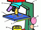 Parts Of A Microscope Worksheet as Well as Microscope Coloring Key