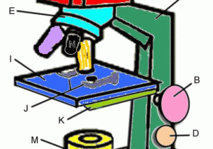 Parts Of A Microscope Worksheet as Well as Microscope Coloring Key