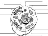 Parts Of A Microscope Worksheet or Chapter 3 Notes the Cell