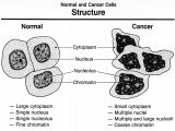 Parts Of A Microscope Worksheet together with File normal and Cancer Cells Structure Wikimedia Mons
