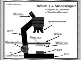 Parts Of A Microscope Worksheet together with Microscope Interactives