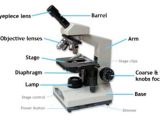 Parts Of A Microscope Worksheet with Parts Of A Pound Light Microscope On Vimeo