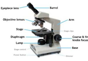 Parts Of A Microscope Worksheet with Parts Of A Pound Light Microscope On Vimeo