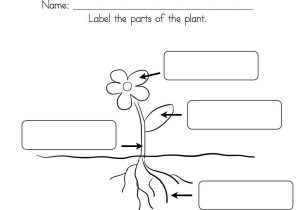 Parts Of An atom Worksheet Answers Along with Kindergarten Parts A Plant Worksheet for First Grade Prin