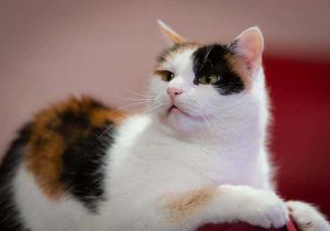 Patterns Of Inheritance Worksheet Answers Also Case Study why are there No Male Calico Cats