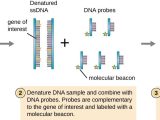 Patterns Of Inheritance Worksheet Answers and 12 2 Visualizing and Characterizing Dna Biology Libretexts