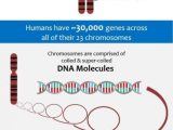 Patterns Of Inheritance Worksheet with 525 Best Genetics Images On Pinterest