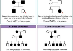 Pedigree Charts Worksheet Answers and 392 Best Genetics Images On Pinterest