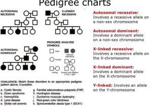 Pedigree Charts Worksheet Answers together with Pedigree Worksheets the Best Worksheets Image Collection