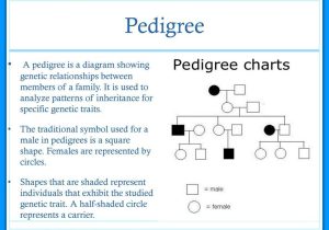 Pedigree Worksheet Biology as Well as Human Genetic Disorders Ppt