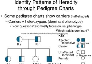 Pedigree Worksheet Biology together with Pedigree Chart Practice Fresh Free Genealogy Charts and form