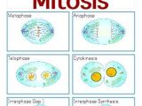 Phases Of Meiosis Worksheet Along with 55 Best Mitosis & Meiosis Images On Pinterest