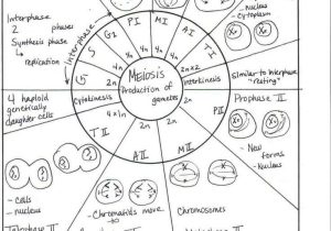 Phases Of Meiosis Worksheet Along with the Cell Cycle Worksheet Answers Inspirational A Level Biology Cell
