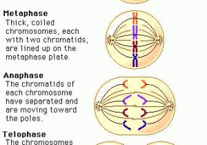 Phases Of Meiosis Worksheet Along with Unit 3 Chapter 10 Sections 1 & 2 Lyon Science Mvs