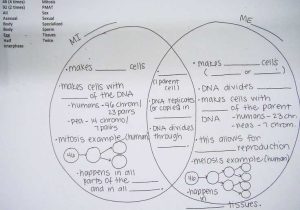 Phases Of Meiosis Worksheet Also 62 Best Biology Cell Division Images On Pinterest