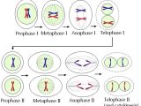 Phases Of Meiosis Worksheet and Meiosis Labeled Wikim