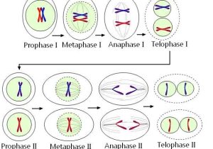 Phases Of Meiosis Worksheet and Meiosis Labeled Wikim