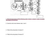 Phases Of Meiosis Worksheet as Well as Biology Archive May 15 2017