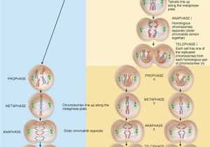 Phases Of Meiosis Worksheet or 183 Best Genetics Images On Pinterest