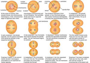 Phases Of Meiosis Worksheet together with 16 Best Physiology Images On Pinterest