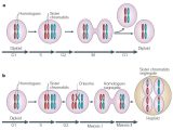 Phases Of Meiosis Worksheet together with Stages Of Meiosis and Ual Reproduction