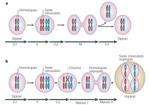 Phases Of Meiosis Worksheet together with Stages Of Meiosis and Ual Reproduction