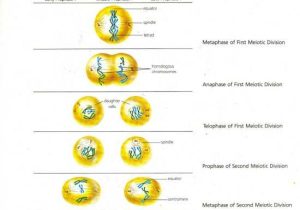 Phases Of Meiosis Worksheet with Cell Division Binary Fission Mitosis Meiosis & Cancer