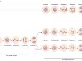 Phases Of Meiosis Worksheet with Chapter 4 Cellular Reproduction Multiplication by Division Inside
