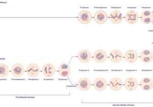 Phases Of Meiosis Worksheet with Chapter 4 Cellular Reproduction Multiplication by Division Inside