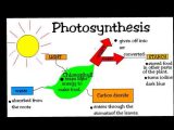 Photosynthesis &amp; Cellular Respiration Worksheet Answers Along with Problem solution Essay Les Films Du Balibari Cv Writing Serv