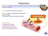 Photosynthesis &amp; Cellular Respiration Worksheet Answers Also Ks4 Biology the Breathing System Online Presentation