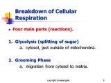 Photosynthesis &amp; Cellular Respiration Worksheet Answers and 1 Cellular Respiration Copyright Cmassengale 2 Cellular Resp