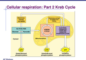Photosynthesis &amp; Cellular Respiration Worksheet Answers as Well as Lets Talk About Cellular Energy Beauty ateliers