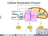 Photosynthesis &amp; Cellular Respiration Worksheet Answers as Well as Synthesis and Respiration Search Results solo K
