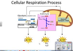 Photosynthesis &amp; Cellular Respiration Worksheet Answers as Well as Synthesis and Respiration Search Results solo K
