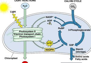 Photosynthesis &amp; Cellular Respiration Worksheet Answers as Well as Synthesis by Maribel Zuniga
