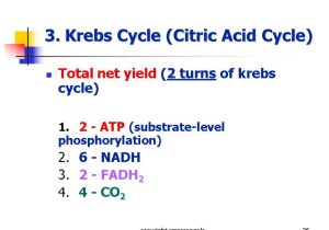 Photosynthesis &amp; Cellular Respiration Worksheet Answers or 1 Cellular Respiration Copyright Cmassengale 2 Cellular Resp