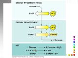 Photosynthesis &amp; Cellular Respiration Worksheet Answers or Cellular Respiration Harvesting Chemical Energy Ppt Downlo