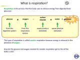 Photosynthesis &amp; Cellular Respiration Worksheet Answers or Ks4 Biology the Breathing System Online Presentation