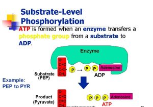 Photosynthesis &amp; Cellular Respiration Worksheet Answers together with 1 Cellular Respiration Copyright Cmassengale 2 Cellular Resp