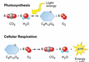 Photosynthesis &amp; Cellular Respiration Worksheet Answers together with Synthesis Vs Respiration by Marybeth Mineo