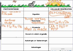 Photosynthesis &amp; Cellular Respiration Worksheet Answers with Cellular Respiration Essay Ap Biology Outline for Cellular R