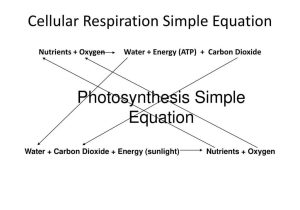 Photosynthesis &amp; Cellular Respiration Worksheet Answers with Cellular Respiration Ppt