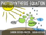 Photosynthesis &amp; Cellular Respiration Worksheet Answers with Synthesis and Cellular Respiration Project by